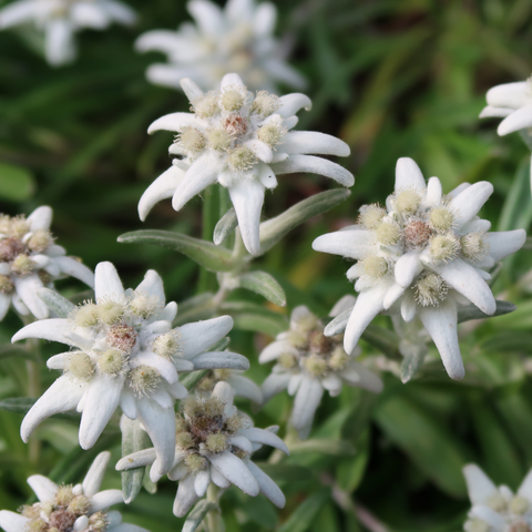 edelweiss flowers that grow in austria