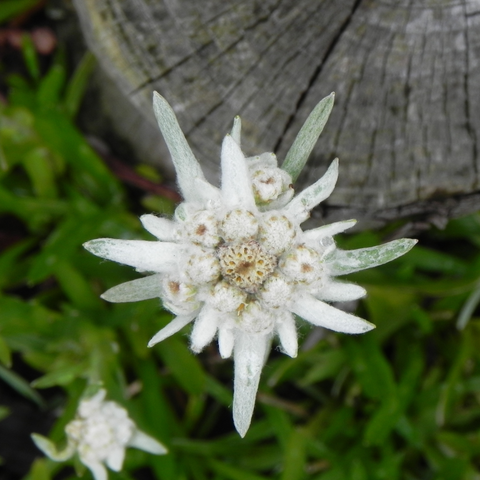 edelweiss flowers that grow in austria