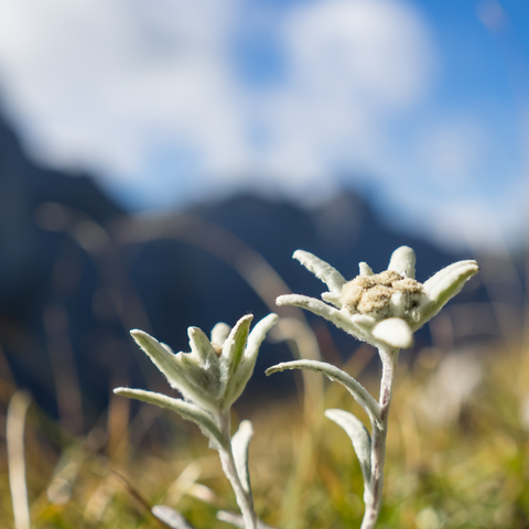 star shaped flowers also known as edelweiss flower