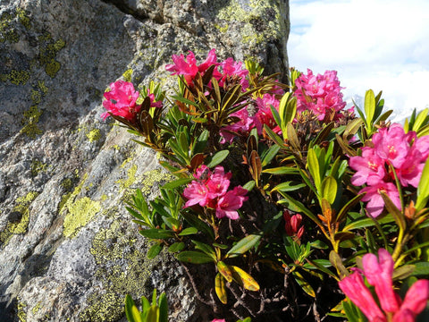 Alpine Rose Rhododendron ferrugineum