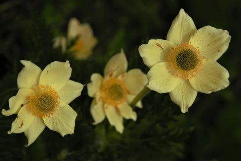 Yellow Alpine Anemone Pulsatilla alpina