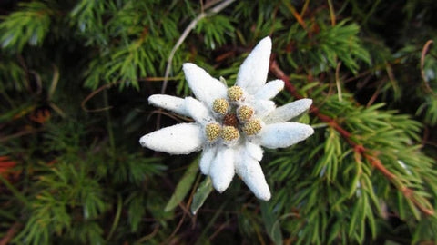 edelweiss a flower that grows in the alps