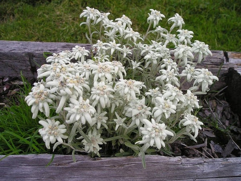edelweiss flowers