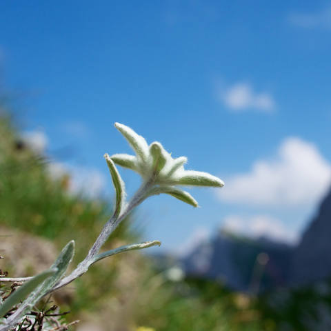 edelweiss flower