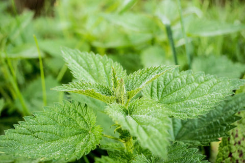 Stinging Nettle Urtica dioica