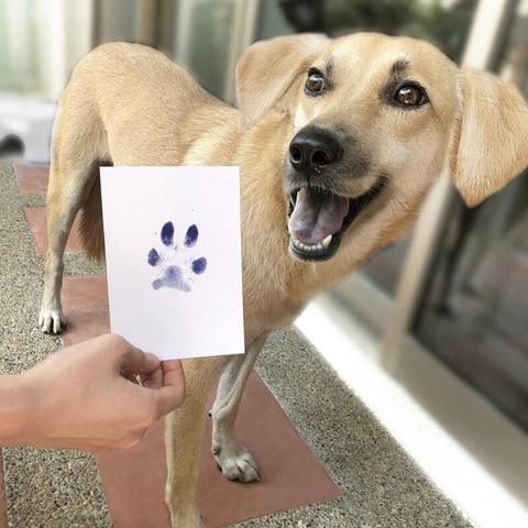 Pet Paw Print Impression Kit | Dog Ink Paw Print Kit | Pet Paw Print Kit |  an Easy to Use Paw Print Stamp Pad for Dogs | Contains an Ink Pad for Dog