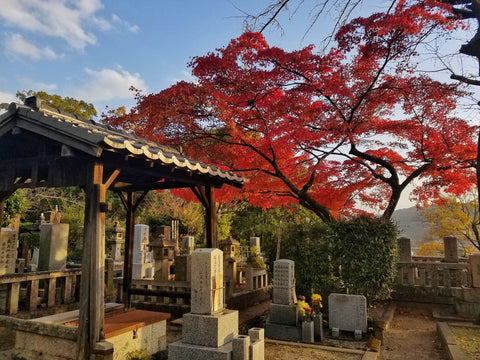 Kyoto Japanese Maple Temple