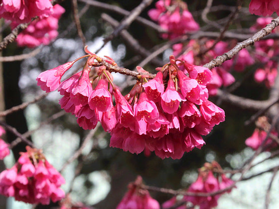 sakura en japon