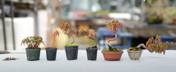 growth phases of momiji bonsai