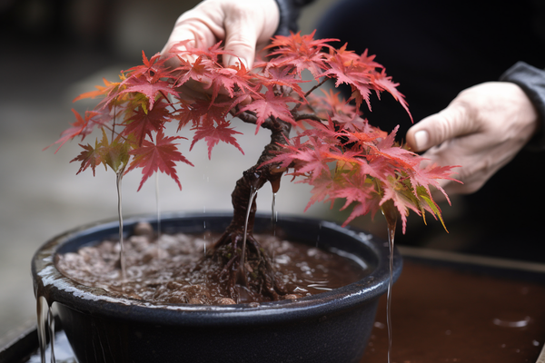 A close-up of a gardener watering a Japanese maple Bonsai tree, ensuring the soil stays moist but not waterlogged