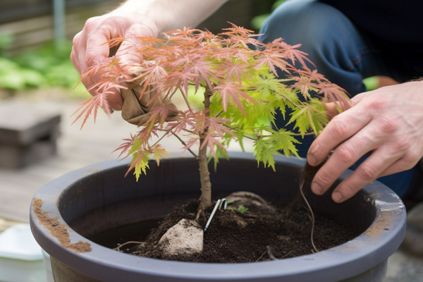 A gardener gently transplanting a young Japanese maple Bonsai tree into a slightly larger pot.