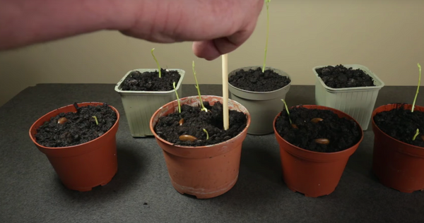 growing wisteria seeds