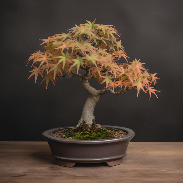 A beautifully shaped Japanese maple Bonsai tree with even, lateral growth