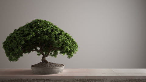 Japanese Maple Bonsai