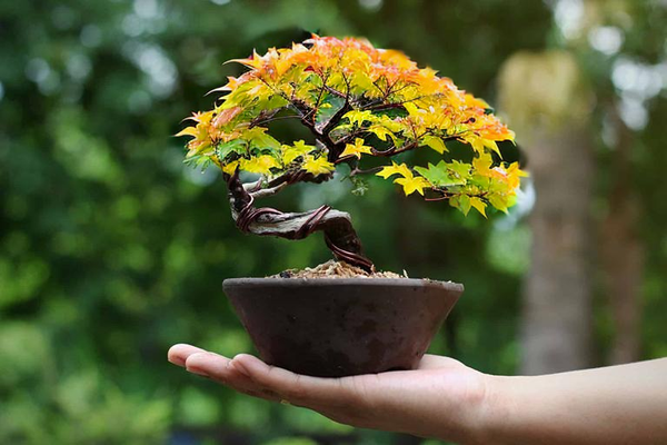 shaping and wiring momiji bonsai