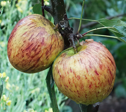 Honeycrisp Apple — Raintree Nursery