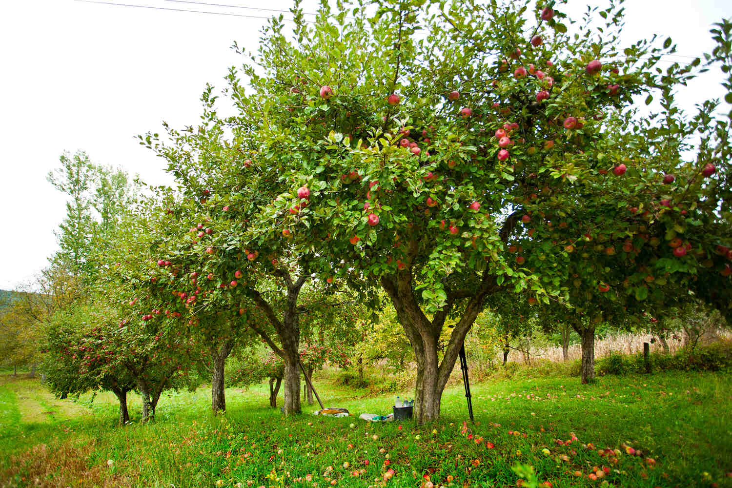 what to plant under apple trees