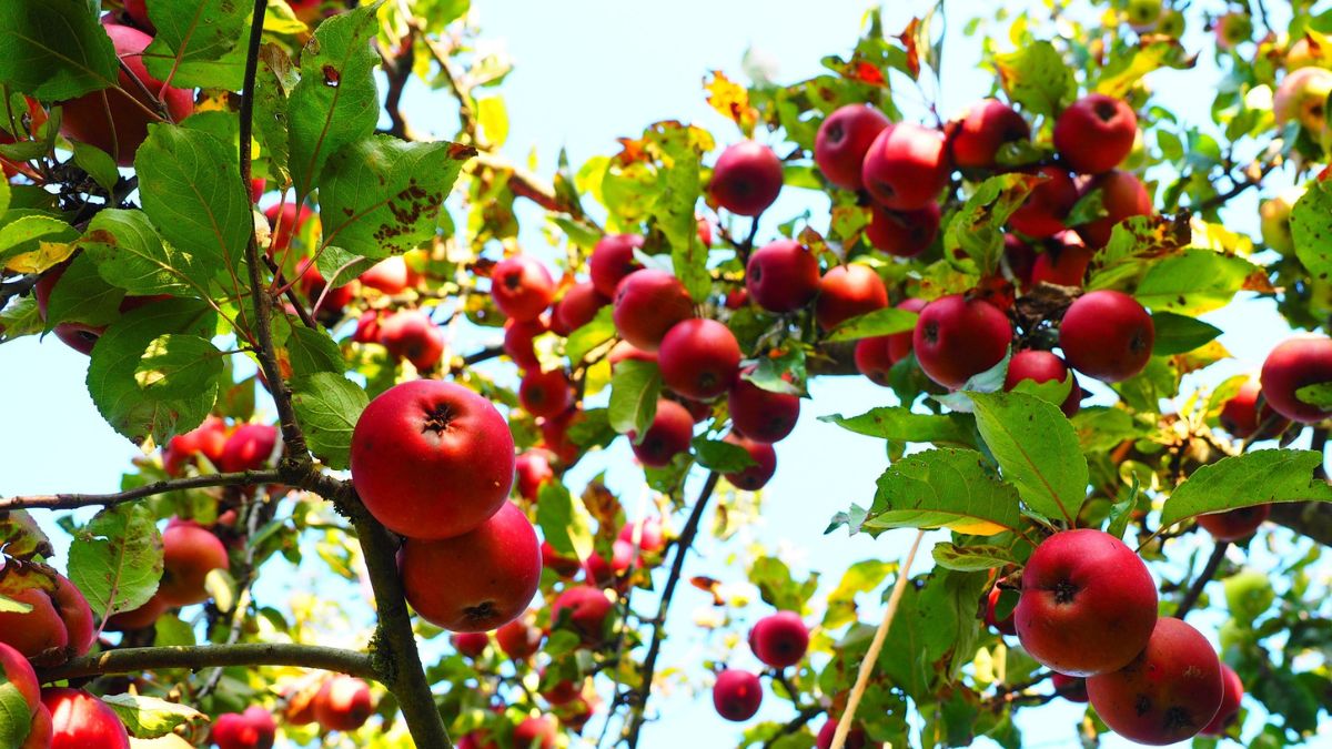 when is the best time to plant a apple tree