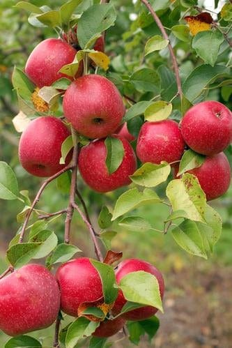 Apple 'Honeycrisp', Dwarf — Green Acres Nursery & Supply