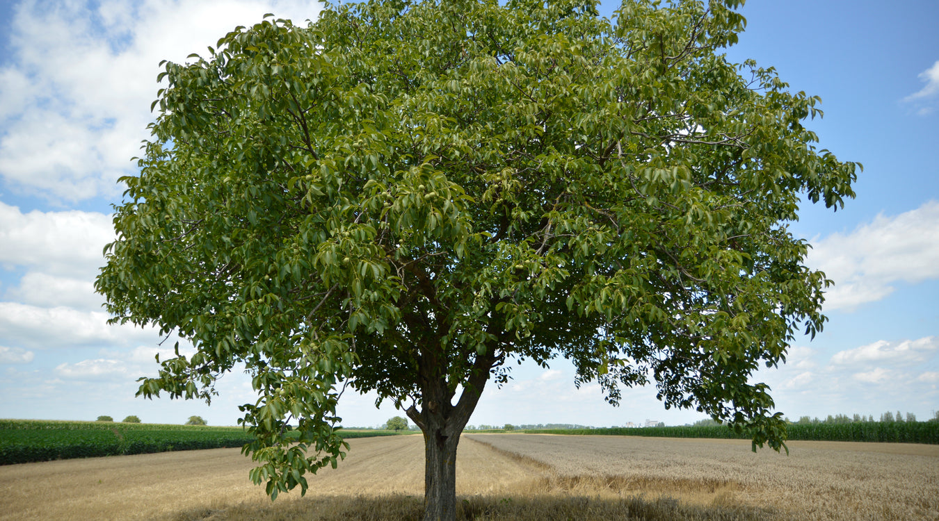 Walnut Tree in a Thomery field