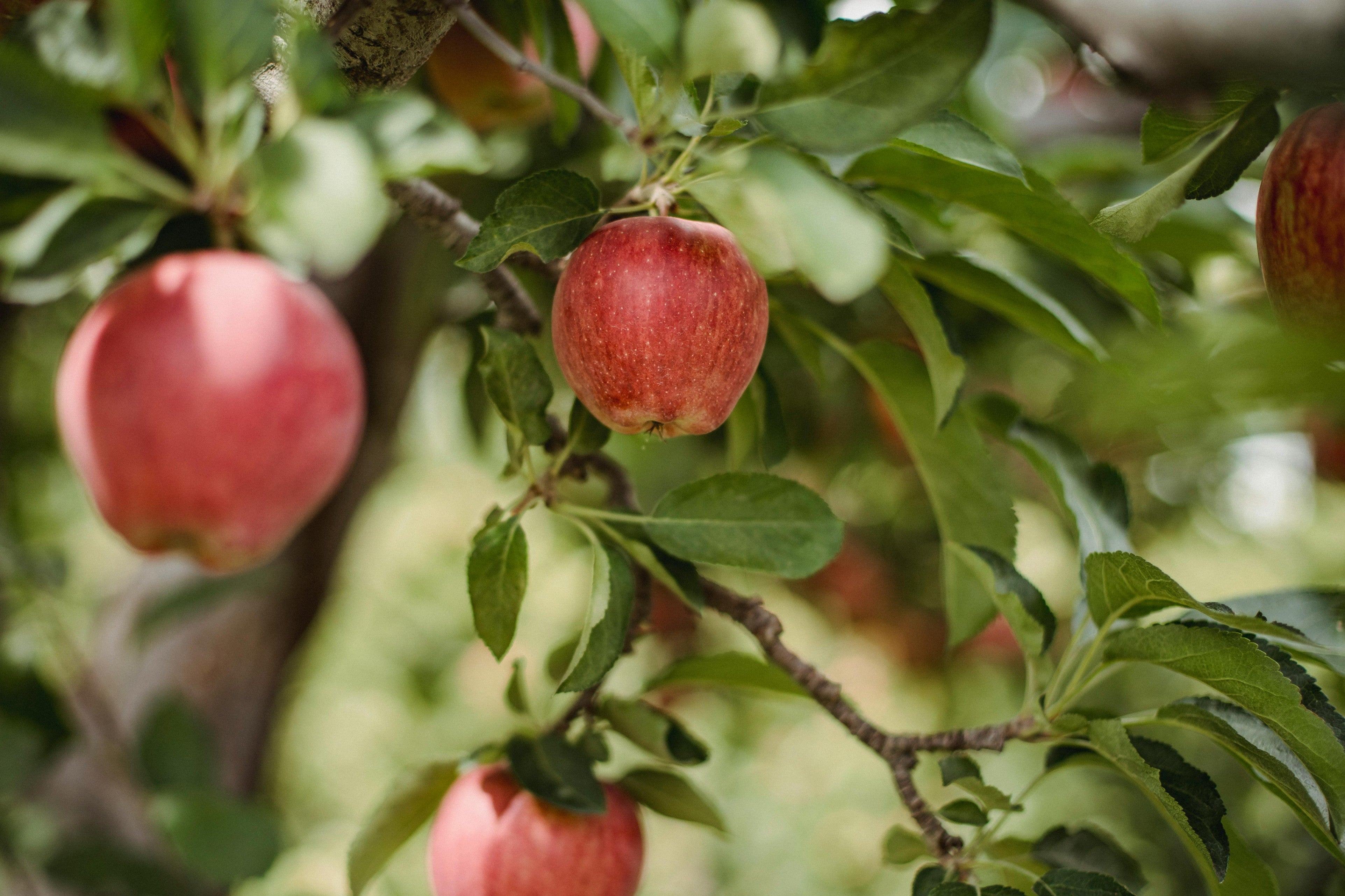 the life cycle of a apple tree