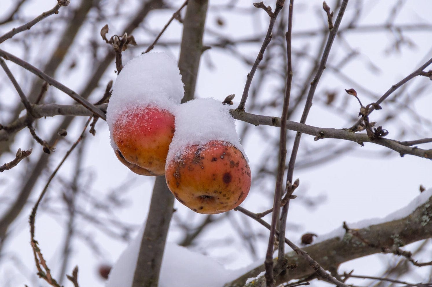 winter apple tree
