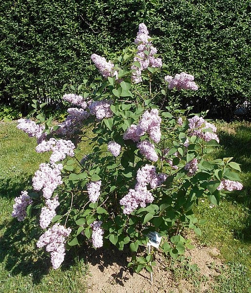 Belle De Nancy Lilac — Raintree Nursery