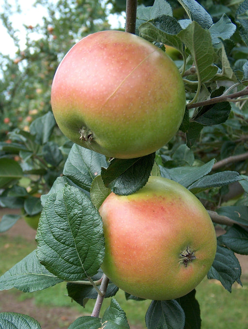 flower of kent apple tree fruit