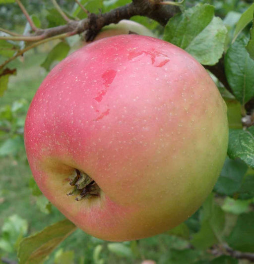 flower of kent apple tree fruit