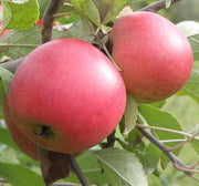 Honey Crisp Apple - Platt Hill Nursery