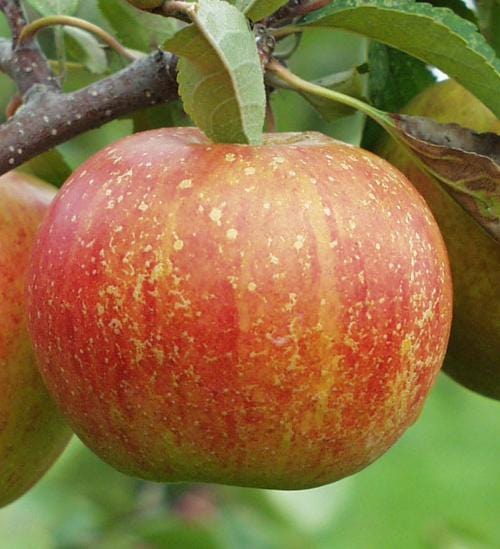 Cosmic Crisp® - Washington Apples