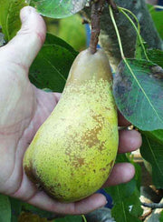 Bosc European Pear — Raintree Nursery