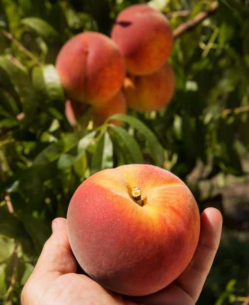 Dwarf Red Haven Peach Trees for Sale