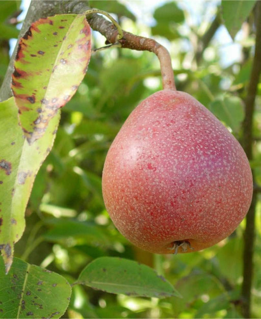 (d) Organic Bosc Pear Duo, 2 count, From Our Farmers