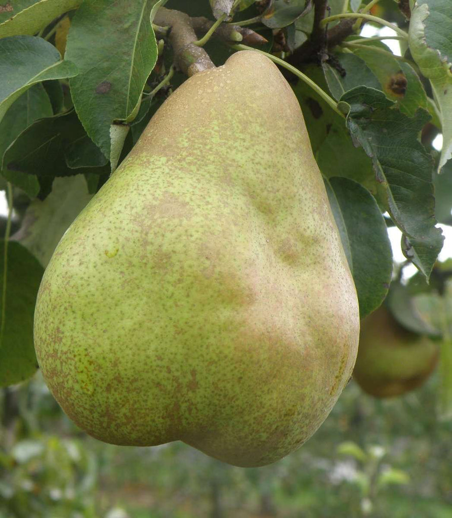 Comice Pears - Hale Groves, serving fresh since 1947