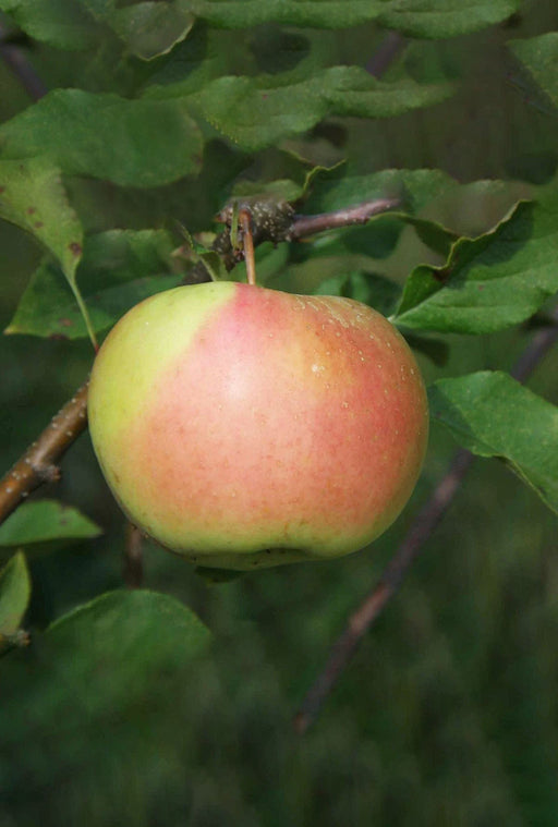 Cosmic Crisp Apple Review - Apple Rankings by The Appleist Brian