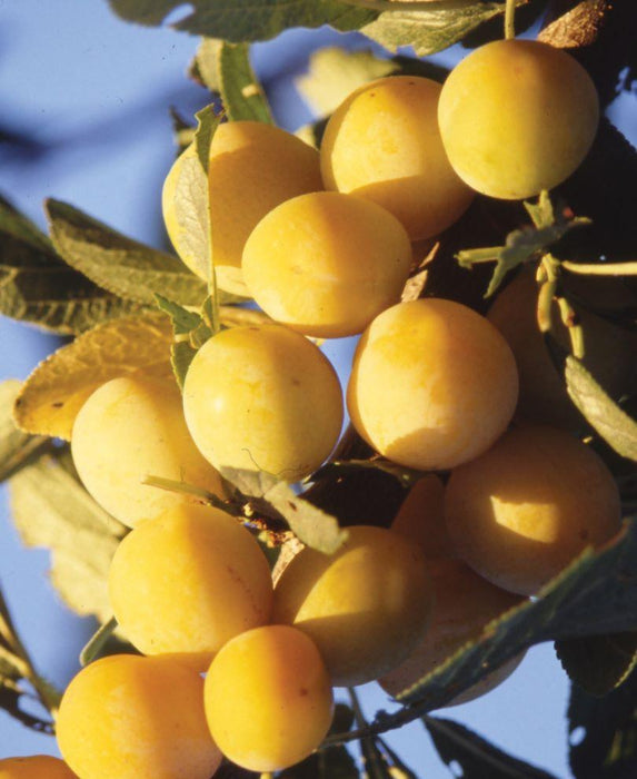 Mirabelle De Metz European Plum Raintree Nursery