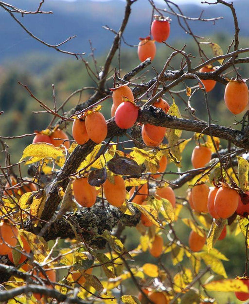 Persimmon: The Divine Fruit of Autumn — Seattle Japanese Garden