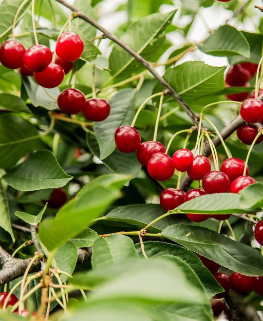 dwarf cherry tree fruit