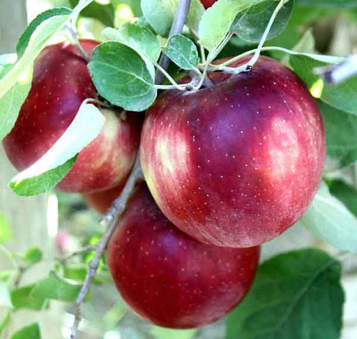 Pink Lady/Rosy Glow Apple Tree 20L - Just Berry Plants