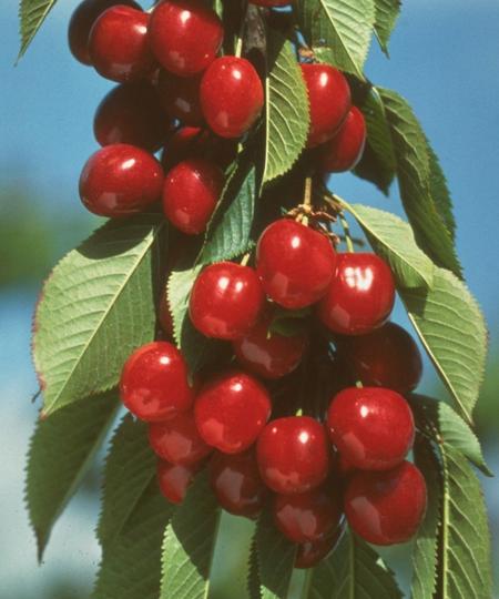 Rare Royal Ann CHERRY Fruit Tree 2,6 Or10 Seeds-great for Growing