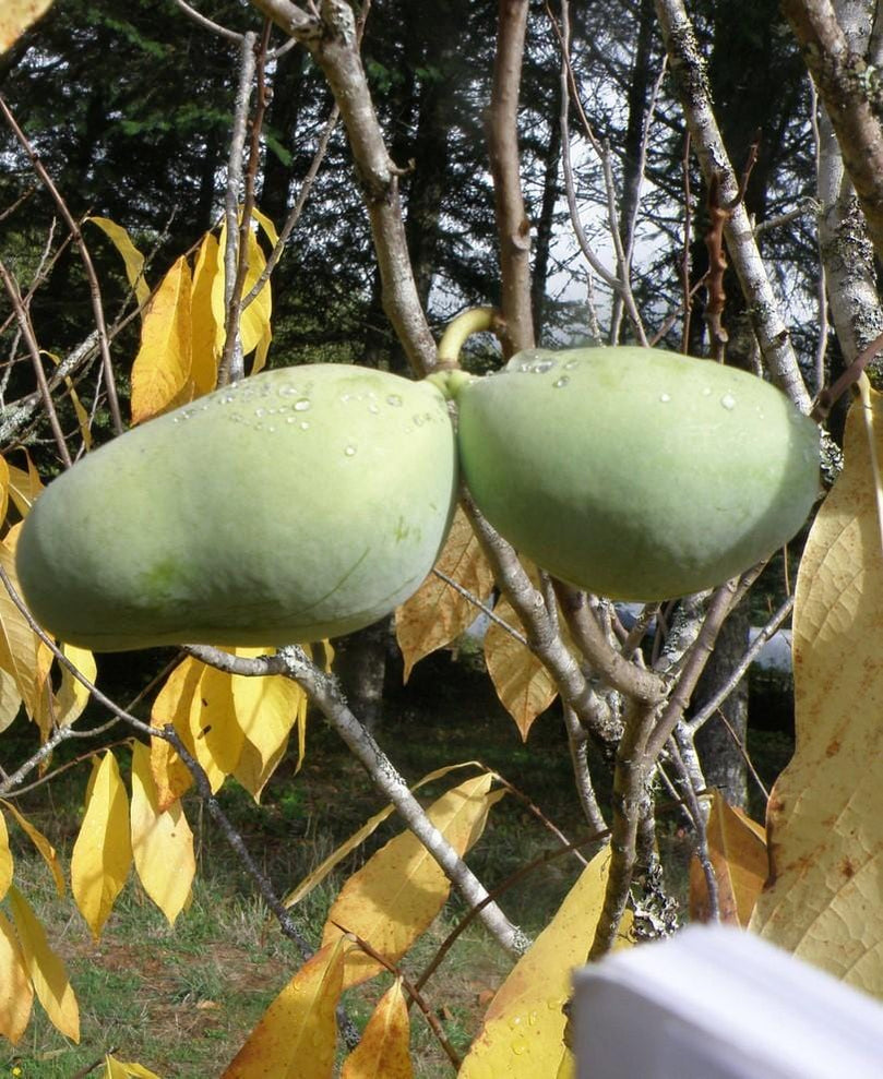 buy paw paw trees