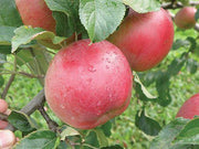 Apple 'Honeycrisp', Dwarf — Green Acres Nursery & Supply