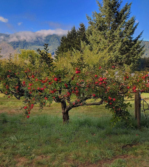 sweet sixteen apple tree