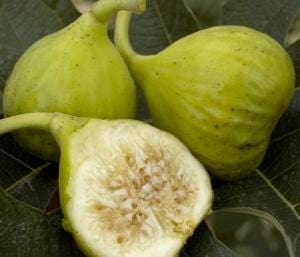 Fig Growing Guide