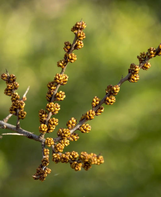 Orange Glow™ Seaberry — Raintree Nursery