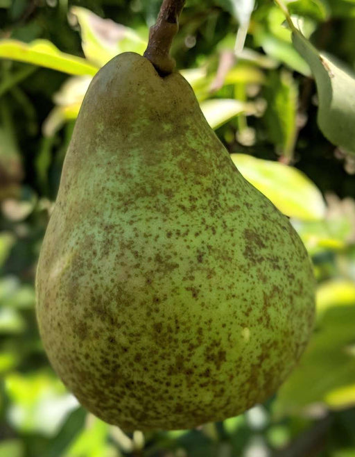 Dwarf Comice Pear Tree - The Soft and Sweet Christmas Pear Delicacy. (2 Years Old and 3-4 Feet tall.)