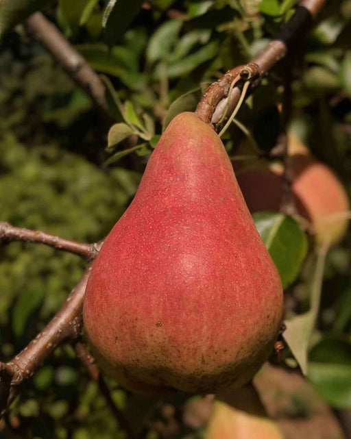 Bosc European Pear