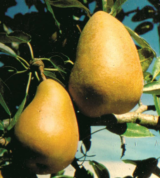 Comice Pear, Pyrus communis, Monrovia Plant