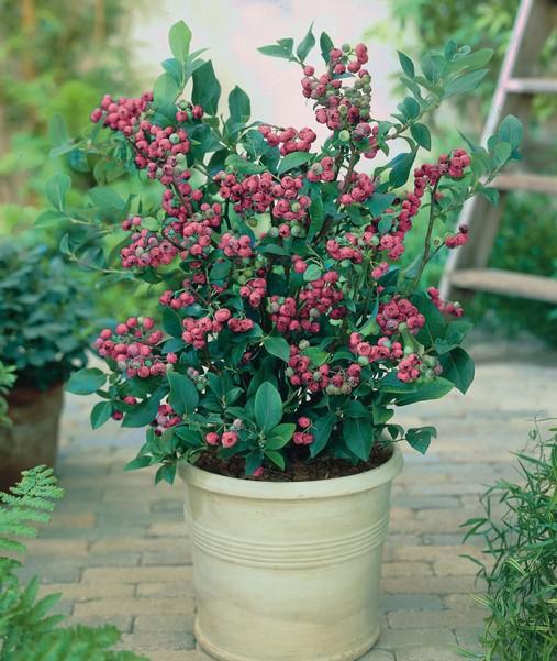 Bushel and Berry® Pink Icing® Blueberry Plants - Stark Bro's